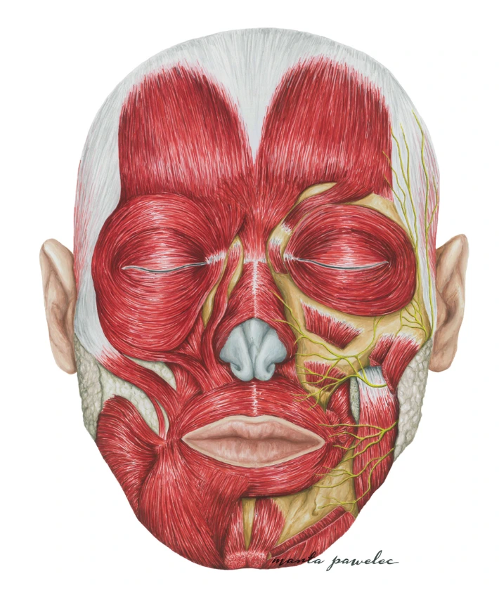 Anatomia mięśni twarzy
